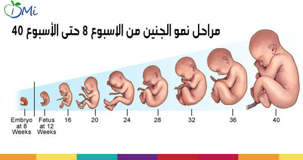 معلومات عن الجنين , معلومات عن اشهر الحمل كاملة حتى الولاده