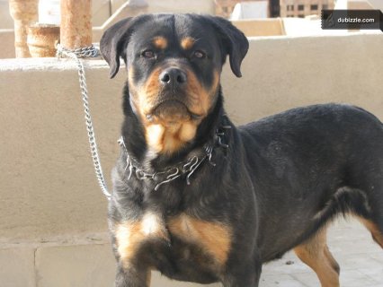 روت فايلر Rottweilers - اشهر انواع الكلاب