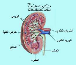 اسباب الالم في الخاصرة اليسرى شي عجيب الكثر لايعرفه للاسف 51788