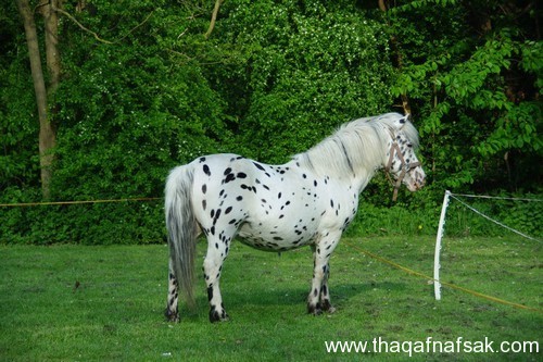 5369 10 اجمل الصور الحصان العربي - صور افراس وخيول جميلة للغاية قصايد زكيه