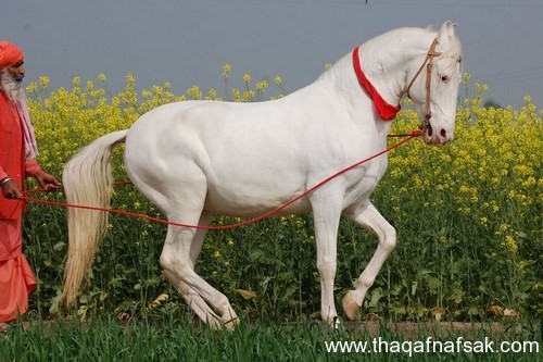5369 2 اجمل الصور الحصان العربي - صور افراس وخيول جميلة للغاية رافي سطام