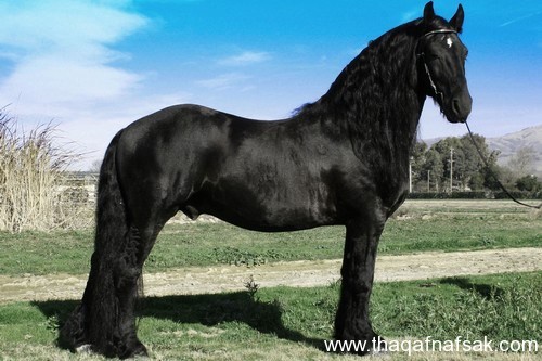5369 3 اجمل الصور الحصان العربي - صور افراس وخيول جميلة للغاية رافي سطام