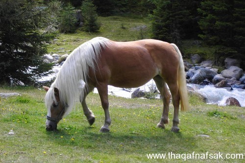 5369 4 اجمل الصور الحصان العربي - صور افراس وخيول جميلة للغاية رافي سطام