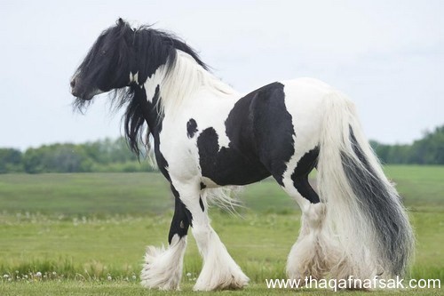 5369 6 اجمل الصور الحصان العربي - صور افراس وخيول جميلة للغاية رافي سطام