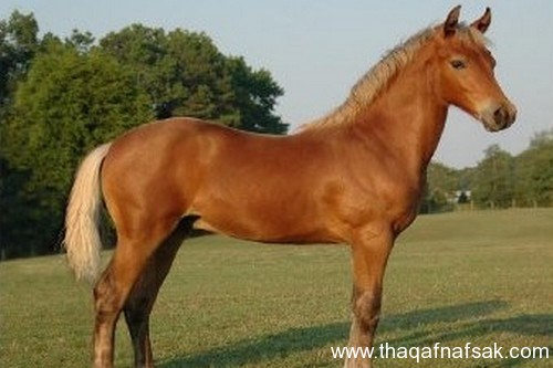 5369 7 اجمل الصور الحصان العربي - صور افراس وخيول جميلة للغاية رافي سطام