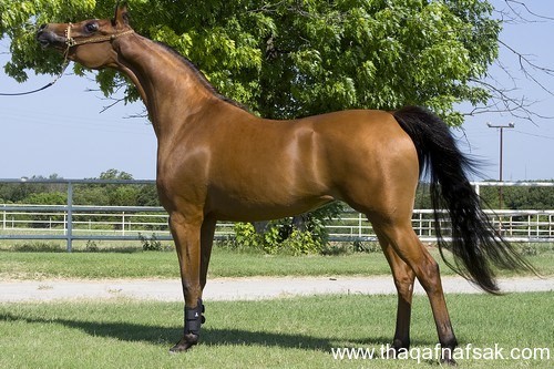 5369 8 اجمل الصور الحصان العربي - صور افراس وخيول جميلة للغاية رافي سطام