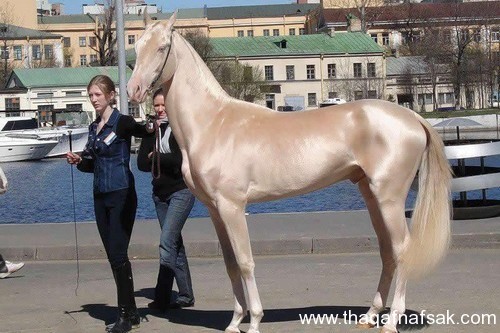 5369 9 اجمل الصور الحصان العربي - صور افراس وخيول جميلة للغاية رافي سطام