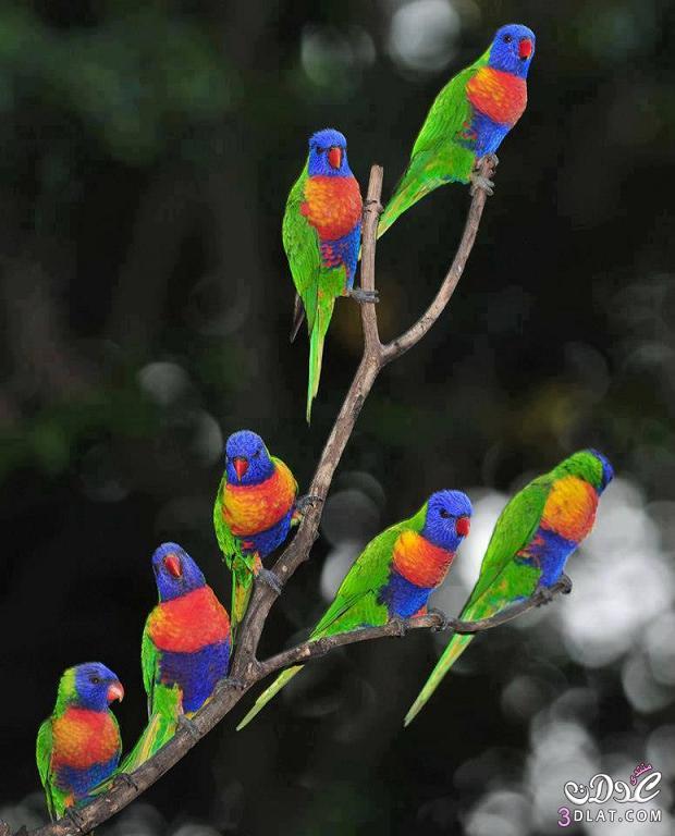 7306 7 صور عصفور جميل - عصافير ملونة جميلة رافي سطام