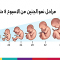 9119 1 معلومات عن الجنين - معلومات عن اشهر الحمل كاملة حتى الولاده قصايد زكيه